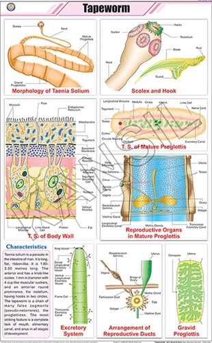 Tapeworm Chart