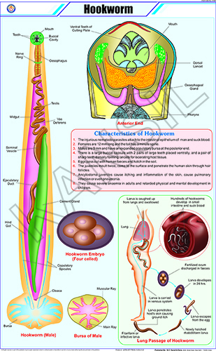 Hookworm Chart