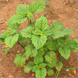Patchouli Plants - Natural Herbal Variety, 2ft Stem Length, Green Leaves | Easy to Grow, Anti-bacterial and Anti-fungal Properties, Ideal for Perfume and Medical Use