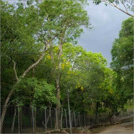 Sandalwood Aromatic Plants