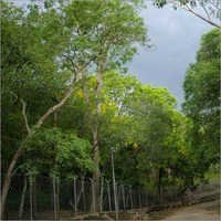 Sandalwood Aromatic Plants