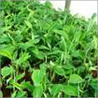 Banana Plants - Organic Cultivated, 5ft Height, Green Color, 3ft Stem Length | Healthy, Fruitful Growth, Easily Nurtured, Natural Variety
