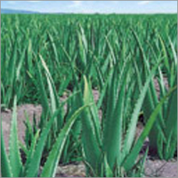 Aloe Vera Plants