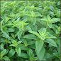 Stevia Plants