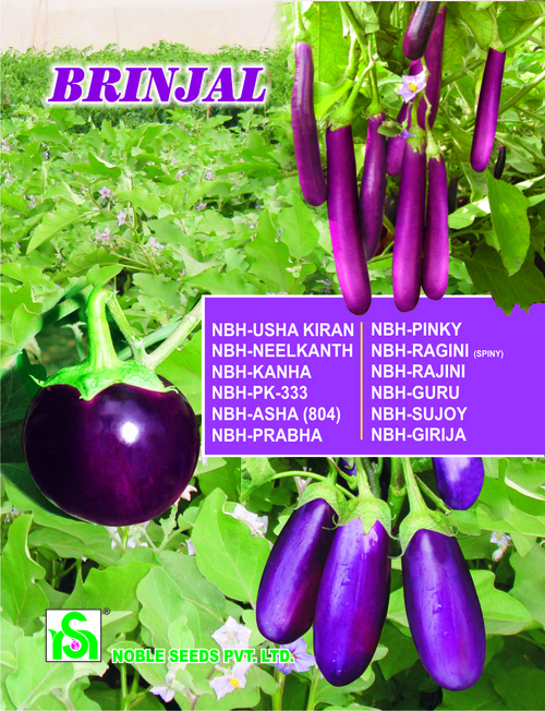 Brinjal Seed