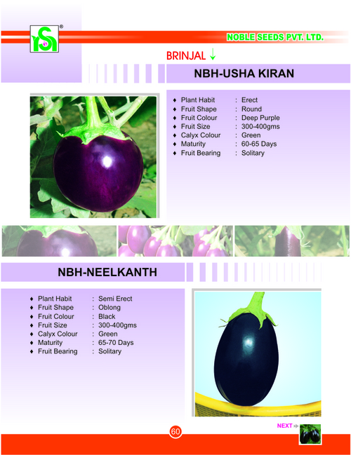 Fresh Brinjal Seeds