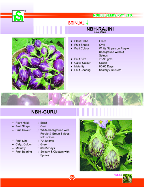 Fresh Brinjal Seed