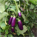 Natural Brinjal Seed