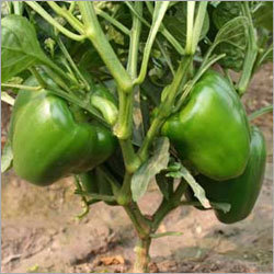 Capsicum