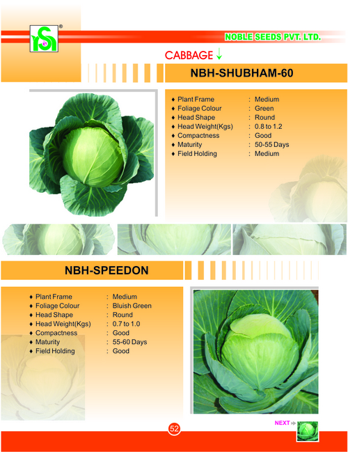 CABBAGE