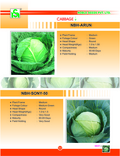 CABBAGE