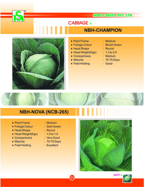 CABBAGE