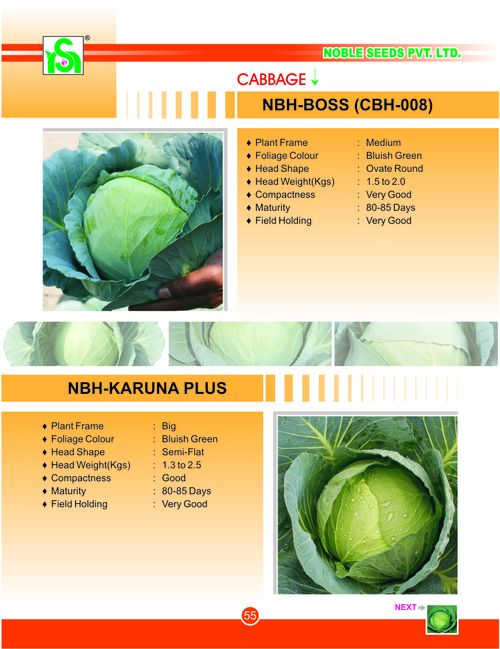 CABBAGE