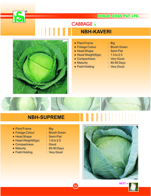 CABBAGE