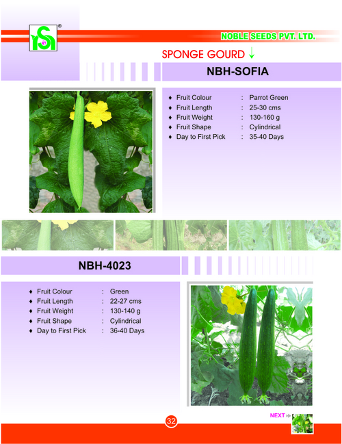SPONGE GOURD