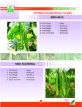 SPONGE GOURD / RIDGE GOURD