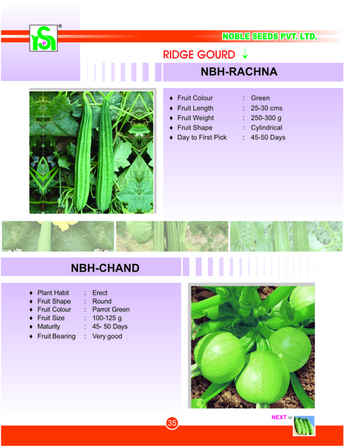 RIDGE GOURD