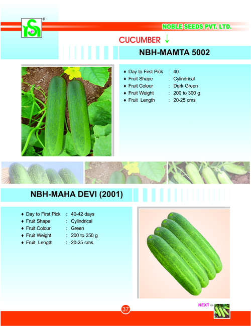 CUCUMBER