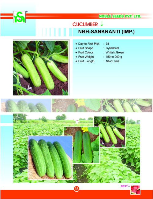 CUCUMBER