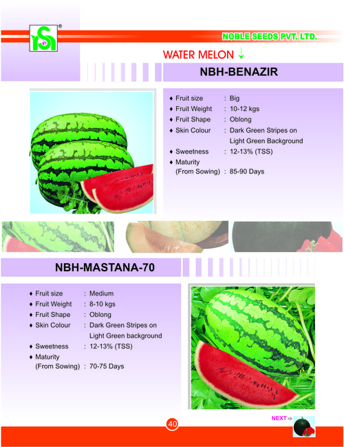 Water Melon Seed Kernal