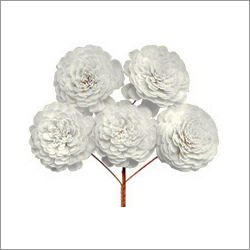 Sola Flower