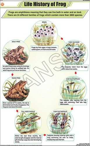 Life History Of Frog Chart Dimensions: 58 A A 90 Centimeter (Cm)