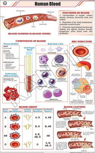 Human Blood Chart