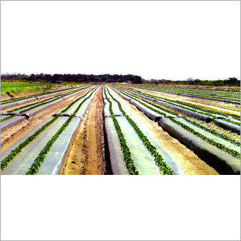 Mulch Films