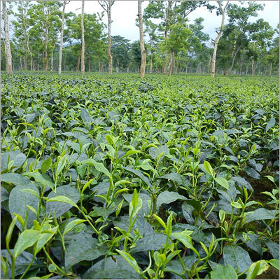 Assam Tea Leaves By RIVER VALLEY TEA COMPANY (P) LTD.
