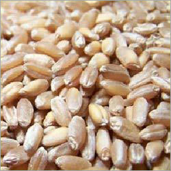 Vital Wheat Gluten