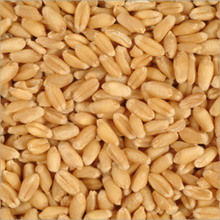 Pure Wheat