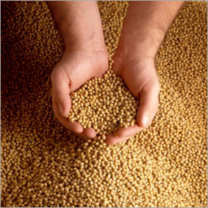 Soybeans