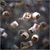 Pp Recycled Mbbr Media