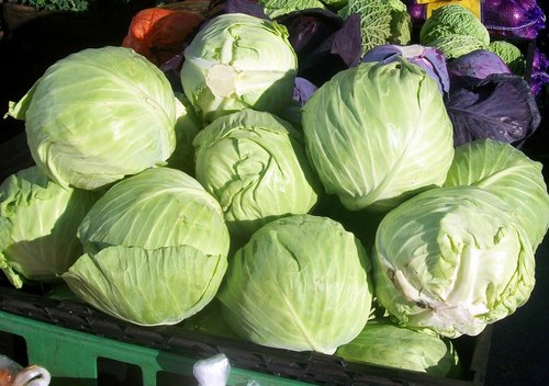 Green Cabbage Green Cabbage
