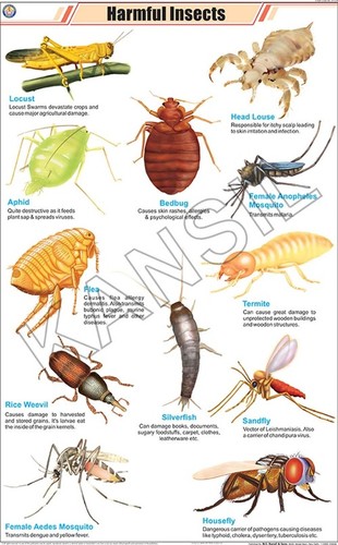Harmful Insects Chart
