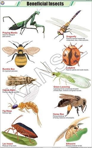 Beneficial Insects Chart Dimensions: 58 A 90 Centimeter (Cm)