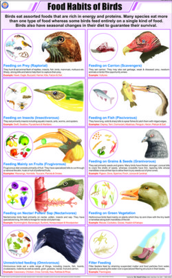 Food Habits Of Birds Chart Dimensions: 58 A 90 Centimeter (Cm)