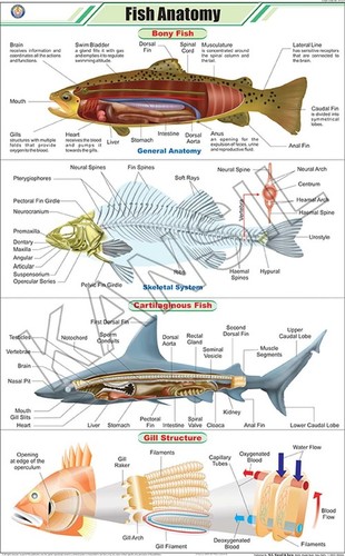 Fish Anatomy Chart