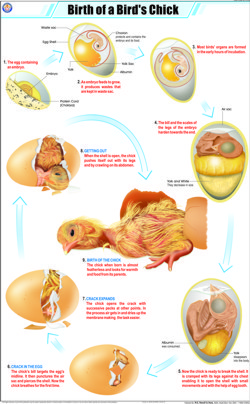 Birth of a Bird's Chick Chart