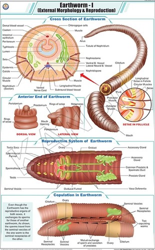 Earthworm l : Ext. Morphology & Reproduction chart