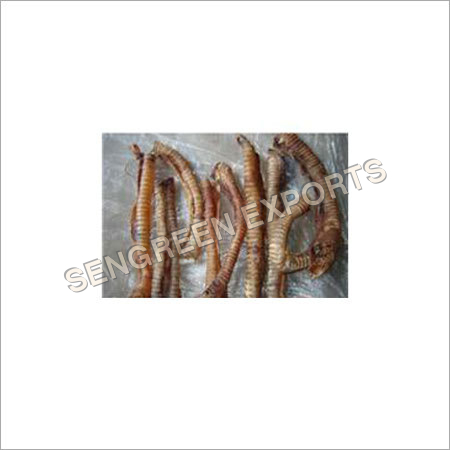 Buffalo Trachea