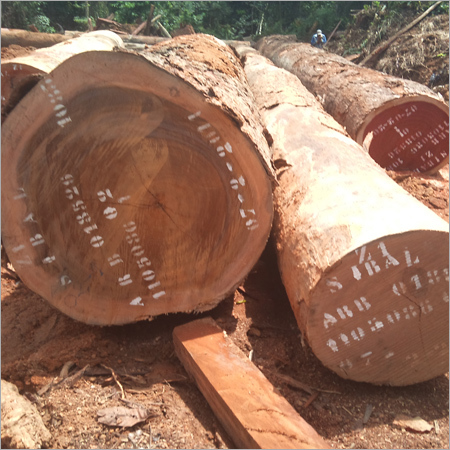 Timber Logs