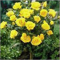 Flowering Nursery Plant