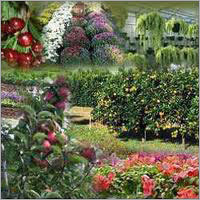 Landscaping Solution