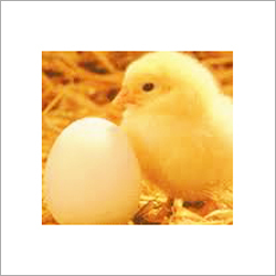 Poultry Feed Supplements