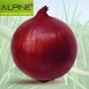 Indian big onion