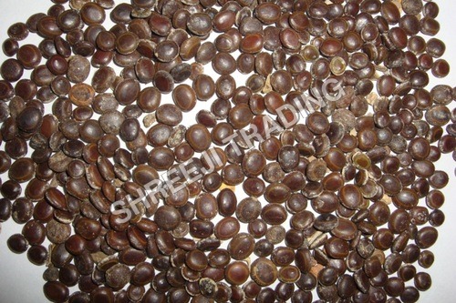 Acacia Nilotica Seeds Acacia Nilotica Seeds