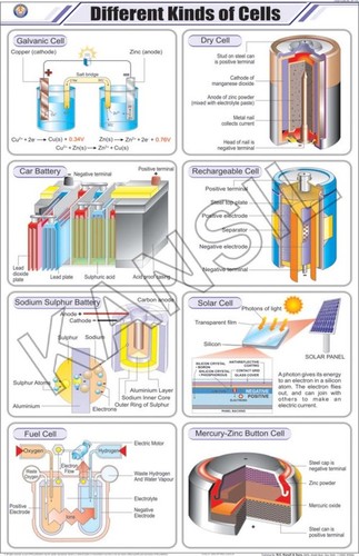 Different Kinds Of Cells Chart