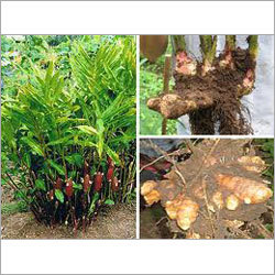 Organic Ginger Roots