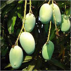 Green Mango